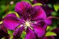 Makro close up of pink flower blossom Clematis viticaria president romantika Royalty Free Stock Photo