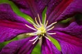 Makro close up of pink flower blossom Clematis viticaria president romantika Royalty Free Stock Photo