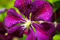Makro close up of pink flower blossom Clematis viticaria president romantika Royalty Free Stock Photo
