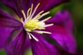 Makro close up of pink flower blossom Clematis viticaria president romantika Royalty Free Stock Photo