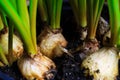 Makro close up of plant bulbs with green leaves  - hyacinthus orientalis focus on bulb in center Royalty Free Stock Photo