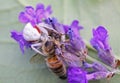 Makro closeup of small venomous female white crab spider misumena vatia preying larger honey bee on purple lavender flower - Royalty Free Stock Photo