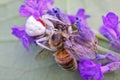 Makro closeup of small venomous female white crab spider misumena vatia preying larger honey bee on purple lavender flower - Royalty Free Stock Photo