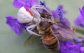 Makro closeup of small venomous female white crab spider misumena vatia preying larger honey bee on purple lavender flower - Royalty Free Stock Photo