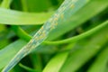 Makro green wheat leaf with rust disease infestation