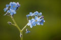 Makro of Myosotis blossoms Royalty Free Stock Photo