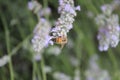 Bee on lavendula Royalty Free Stock Photo