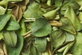 Makrut lime leaves Royalty Free Stock Photo