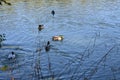 Maksimir ducks on the Third Lake in late autumn in Zagreb.