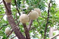 Herb Makwid, wood-apple on tree of Edible Thai fruit of subcontinent asia Royalty Free Stock Photo