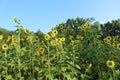Meadow of sunflowers Royalty Free Stock Photo