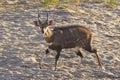 Mal Bushbuck (Tragelaphus Scriptus), South Africa