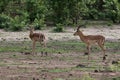Mala impala antelopes Royalty Free Stock Photo
