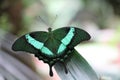 Malabar Banded Peacock Butterfly lands