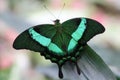 Malabar Banded Peacock Butterfly