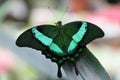 Malabar Banded Peacock Swallowtail Butterfly on leaf