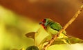 Malabar barbet, Megalaima malabarica, Ganeshgudi, Karnataka, India Royalty Free Stock Photo