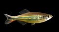 Malabar danio Royalty Free Stock Photo