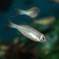 Malabar danio (Danio malabaricus) aquarium fish Royalty Free Stock Photo