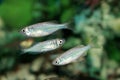 Malabar danio (Danio malabaricus) aquarium fish Royalty Free Stock Photo