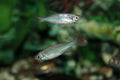 Malabar danio (Danio malabaricus) aquarium fish Royalty Free Stock Photo