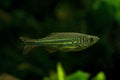 The Malabar danio Devario malabaricus. Royalty Free Stock Photo