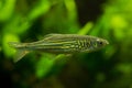 The Malabar danio Devario malabaricus. Royalty Free Stock Photo