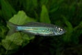 The Malabar danio Devario malabaricus. Royalty Free Stock Photo