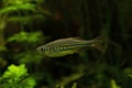 The Malabar danio Devario malabaricus. Royalty Free Stock Photo