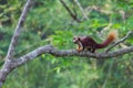 Malabar gaint squirrel in forest Royalty Free Stock Photo