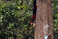 malabar giant purple wild squirrel in close up Royalty Free Stock Photo