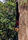 malabar giant purple wild squirrel on tree in close up