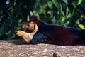 malabar giant purple wild squirrel on tree in close up