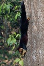 malabar giant purple wild squirrel on tree in close up