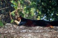 malabar giant purple wild squirrel on tree in close up