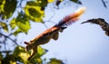 A Malabar giant Squirrel flying from a branch