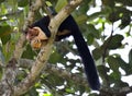 Malabar giant squirrel