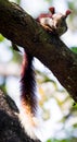 A Malabar giant Squirrel peeping from a tree Royalty Free Stock Photo
