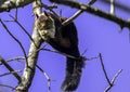 Malabar giant squirrel in Periyar tiger reserve Kerala Royalty Free Stock Photo