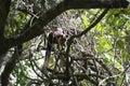 The Malabar giant squirrel (Ratufa indica), also called Shekru, nibbling in a sun-dappled tree canopy