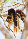 Malabar Giant Squirrel or Ratufa indica in a forest