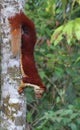 Malabar giant squirrel (Ratufa indica) Royalty Free Stock Photo