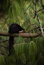 Malabar Giant squirrel, Kodaikanal, India