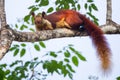 Malabar giant squirrel