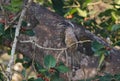 Malabar gray hornbill or Ocyceros griseus observed in Dandeli in Karntaka, India Royalty Free Stock Photo