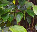 Malabar Green Pepper - Cluster of Unripe Drupes of and Green Leaves of Black Pepper Vive - Piper Nigrum