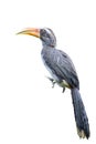 Malabar Grey Hornbill