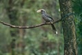 Malabar grey hornbill having fruits with beautiful background at Coorg,Karnataka,India