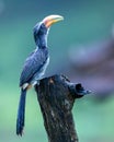 Malabar Grey Hornbill at Thattekad, Kerala, India