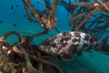 Malabar grouper in a artificial reef.